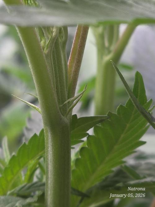 Strawberry Cadillac-Strng Seeds. Week 9