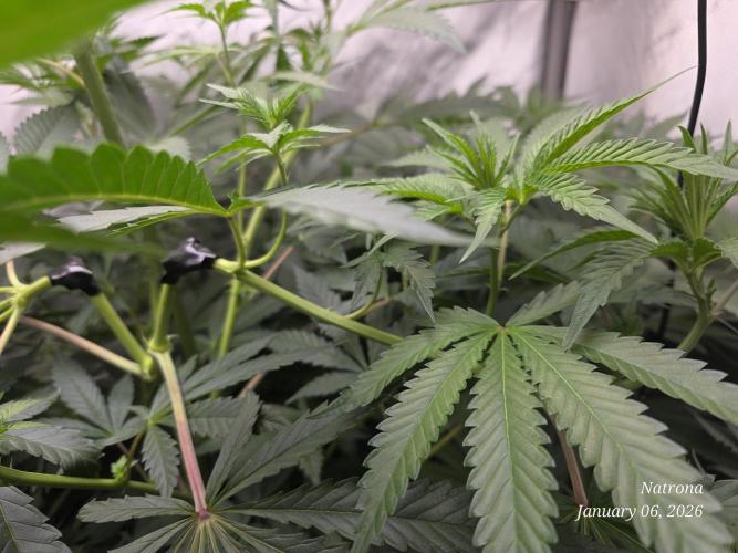 Strawberry Cadillac-Strng Seeds. Week 9