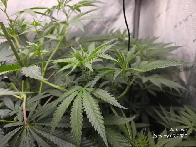 Strawberry Cadillac-Strng Seeds. Week 9