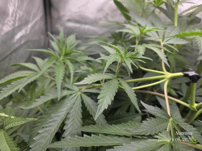 Strawberry Cadillac-Strng Seeds. Week 9