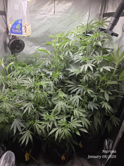 Strawberry Cadillac-Strng Seeds. Week 9