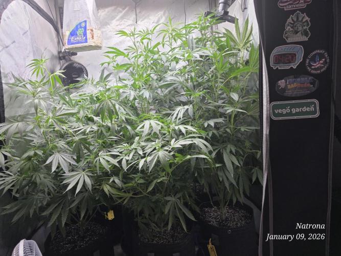 Strawberry Cadillac-Strng Seeds. Week 9