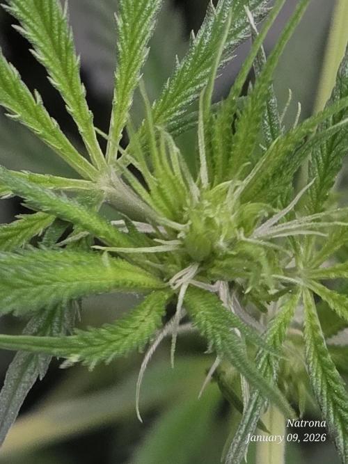 Strawberry Cadillac-Strng Seeds. Week 9