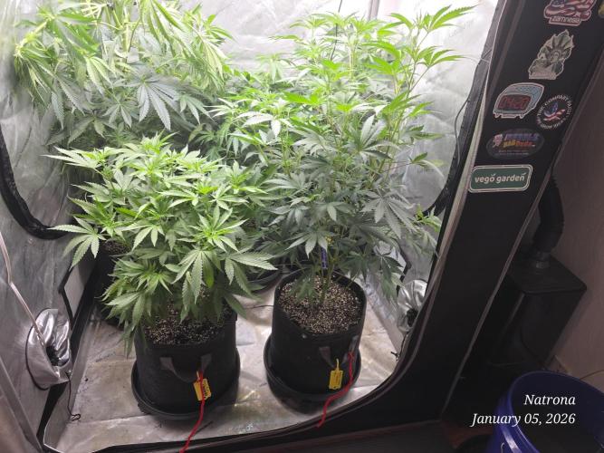 Straw-Trop Cherry Strng Seeds. Week 9