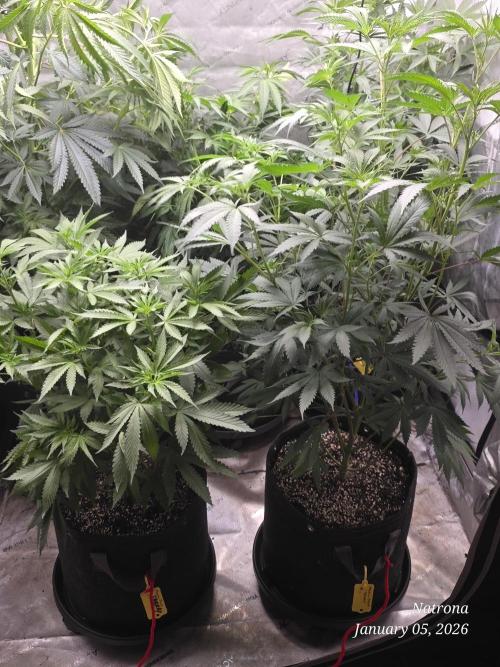 Straw-Trop Cherry Strng Seeds. Week 9