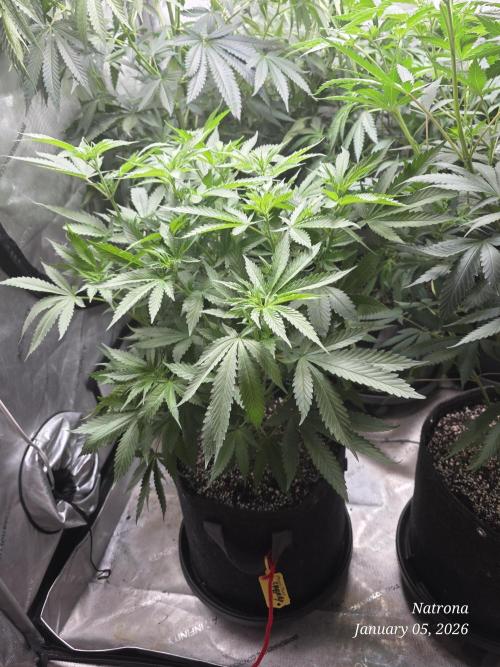 Straw-Trop Cherry Strng Seeds. Week 9