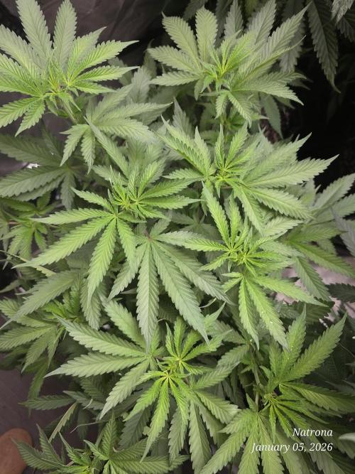 Straw-Trop Cherry Strng Seeds. Week 9