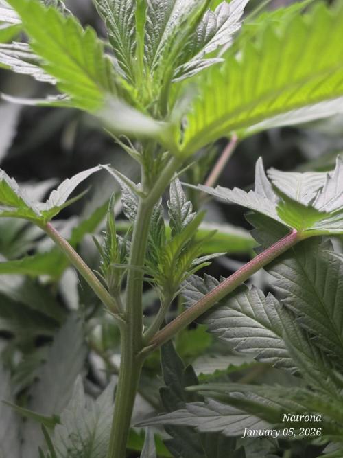 Straw-Trop Cherry Strng Seeds. Week 9