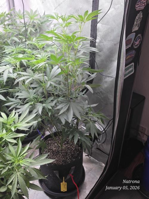 Straw-Trop Cherry Strng Seeds. Week 9