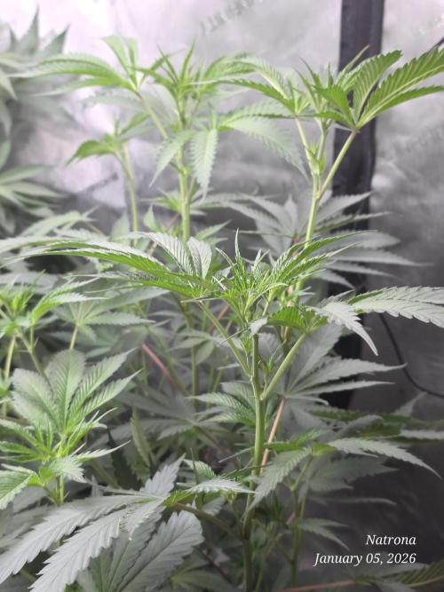 Straw-Trop Cherry Strng Seeds. Week 9