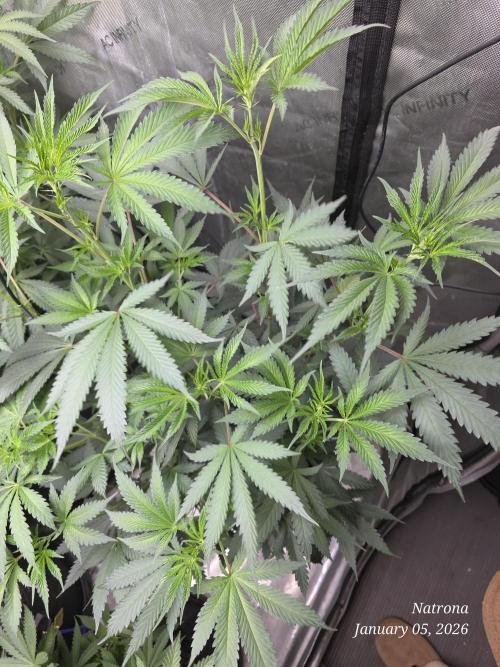 Straw-Trop Cherry Strng Seeds. Week 9