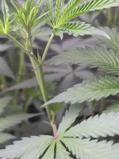 Straw-Trop Cherry Strng Seeds. Week 9