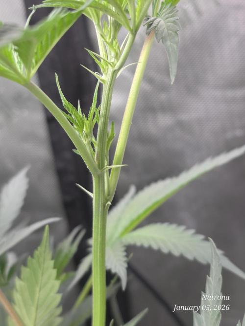 Straw-Trop Cherry Strng Seeds. Week 9