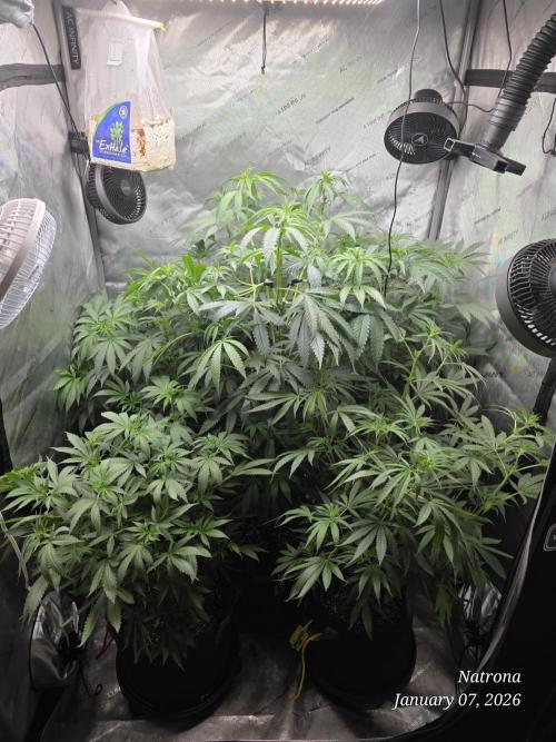 Straw-Trop Cherry Strng Seeds. Week 9