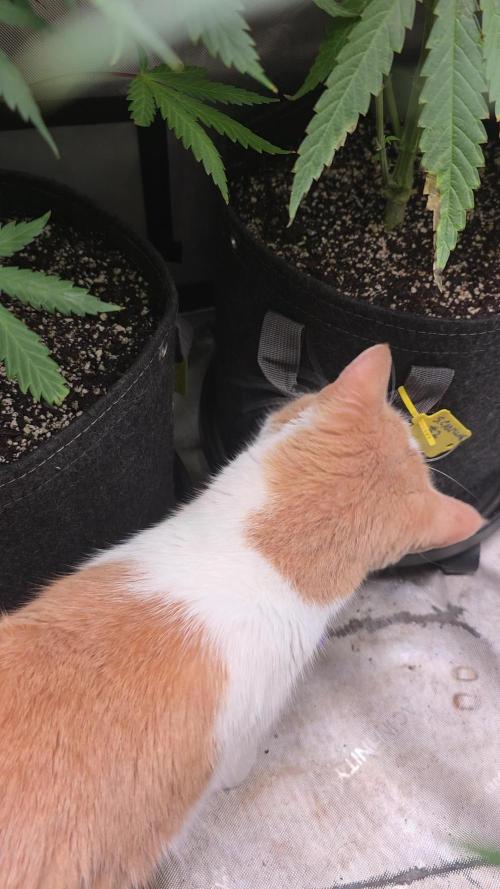 Straw-Trop Cherry Strng Seeds