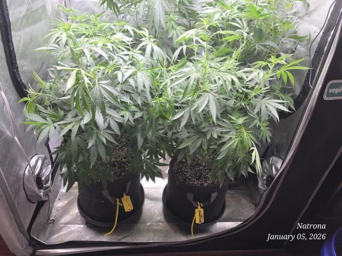 Straw-Lectric Lemonade Strng Seeds. Week 9