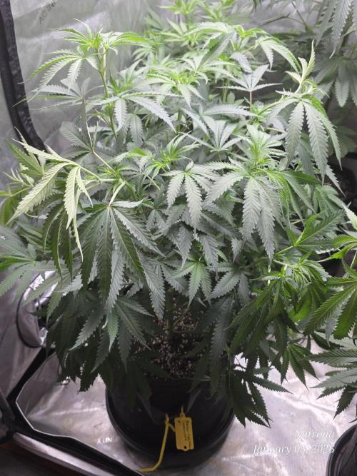 Straw-Lectric Lemonade Strng Seeds. Week 9