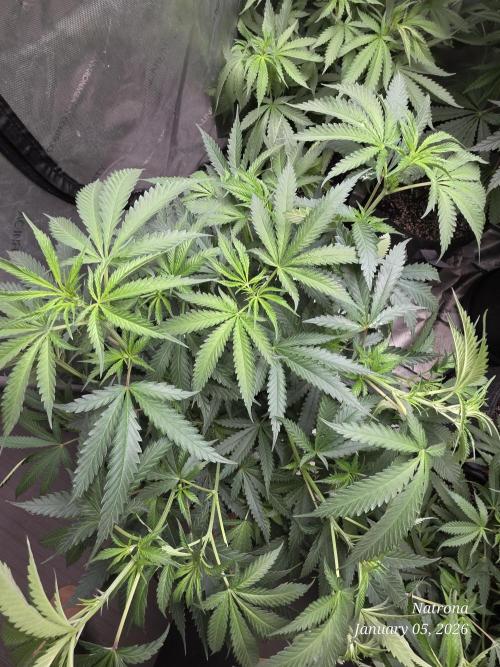 Straw-Lectric Lemonade Strng Seeds. Week 9