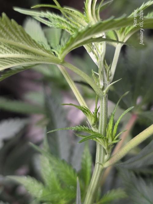 Straw-Lectric Lemonade Strng Seeds. Week 9