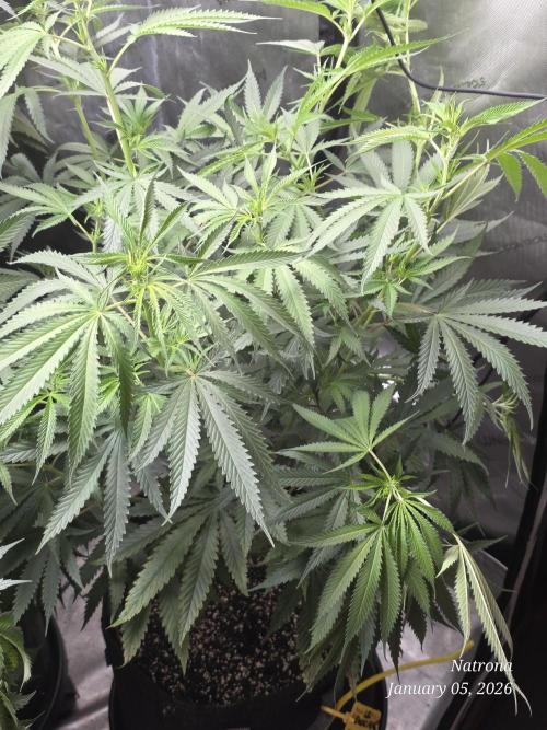 Straw-Lectric Lemonade Strng Seeds. Week 9