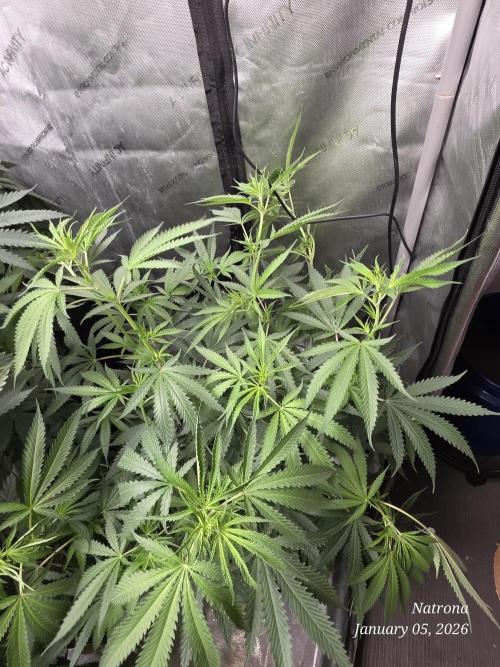 Straw-Lectric Lemonade Strng Seeds. Week 9