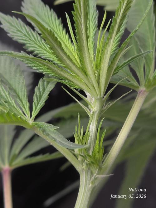 Straw-Lectric Lemonade Strng Seeds. Week 9