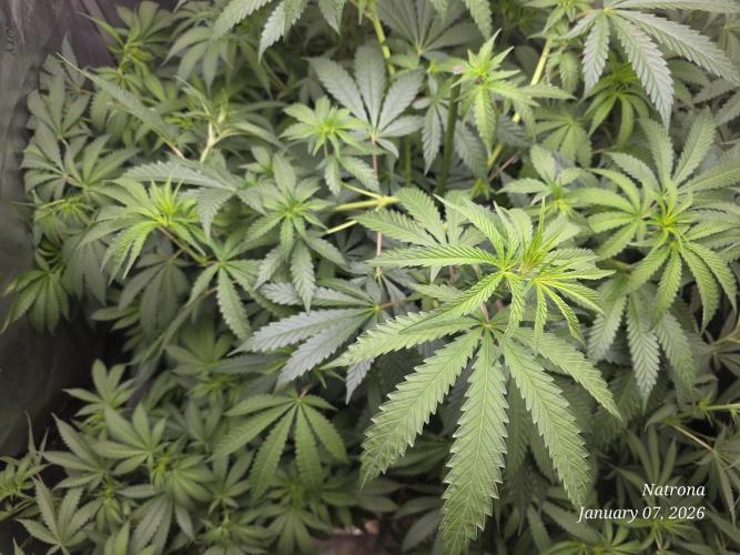 Straw-Lectric Lemonade Strng Seeds. Week 9