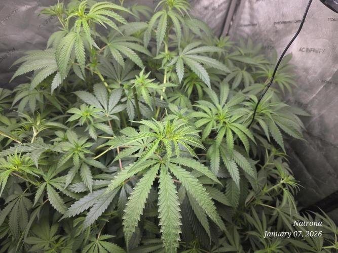 Straw-Lectric Lemonade Strng Seeds. Week 9