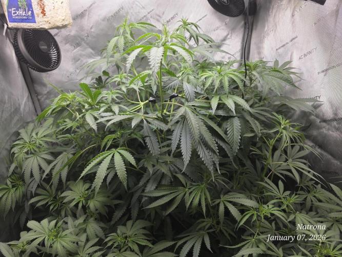 Straw-Lectric Lemonade Strng Seeds. Week 9