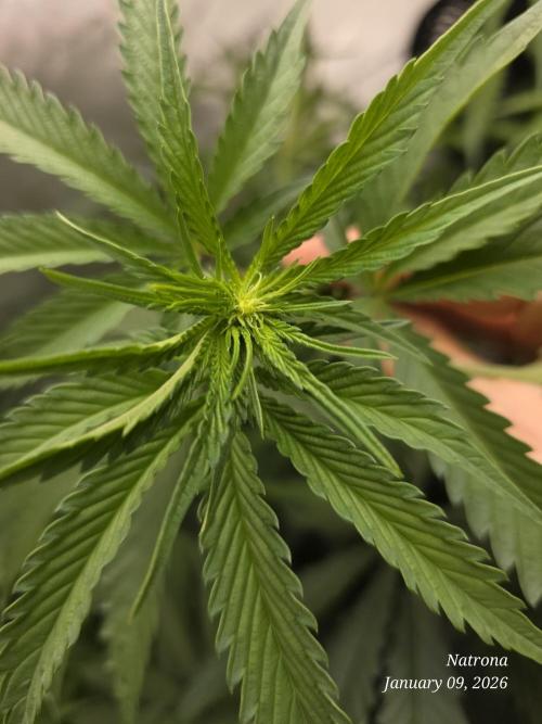 Straw-Lectric Lemonade Strng Seeds. Week 9