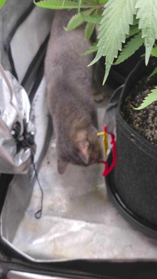 Straw-Lectric Lemonade Strng Seeds