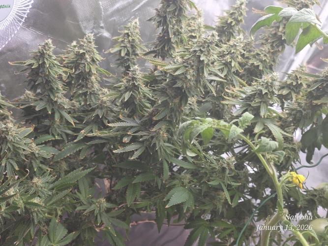 NYC Diesel (was Hey Abby). Week 17