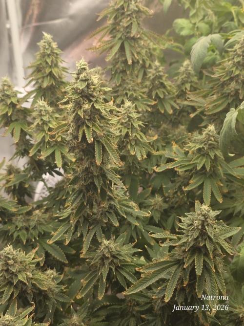 NYC Diesel (was Hey Abby). Week 17