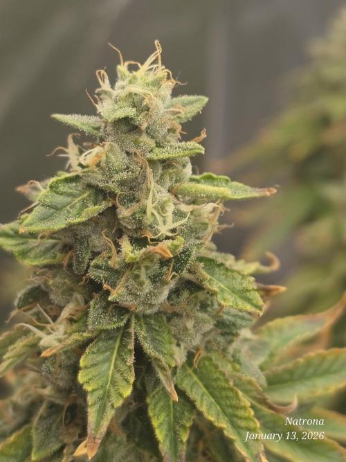 NYC Diesel (was Hey Abby). Week 17