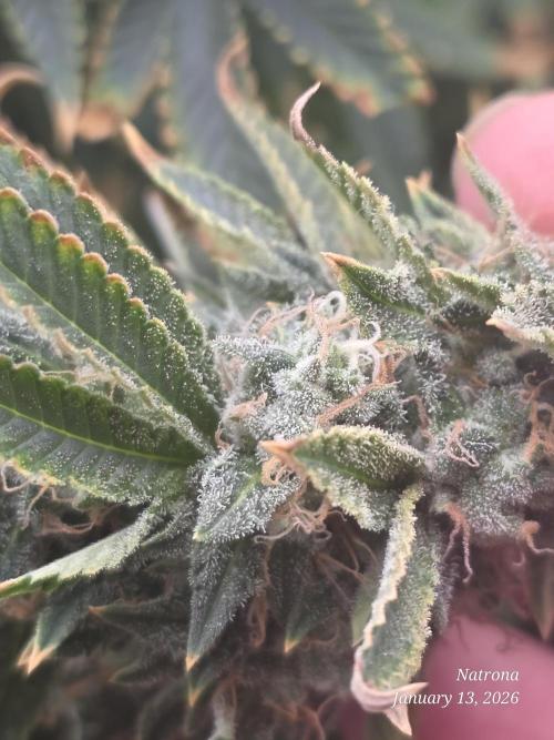 NYC Diesel (was Hey Abby). Week 17