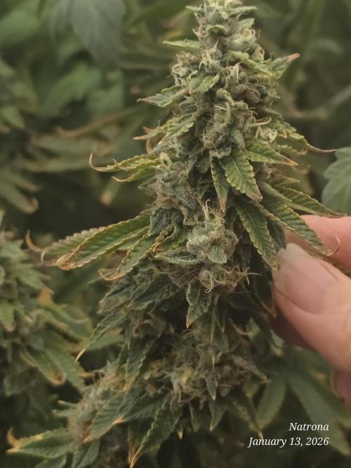 NYC Diesel (was Hey Abby). Week 17