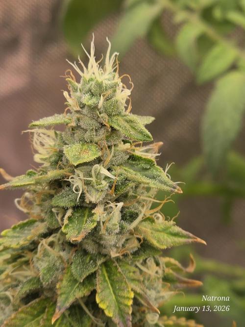 NYC Diesel (was Hey Abby). Week 17