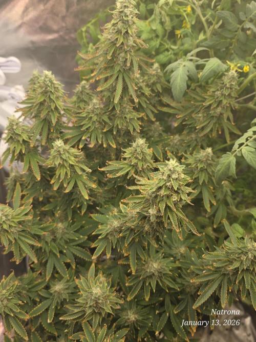 NYC Diesel (was Hey Abby). Week 17