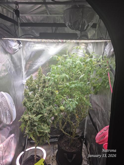 NYC Diesel (was Hey Abby). Week 17