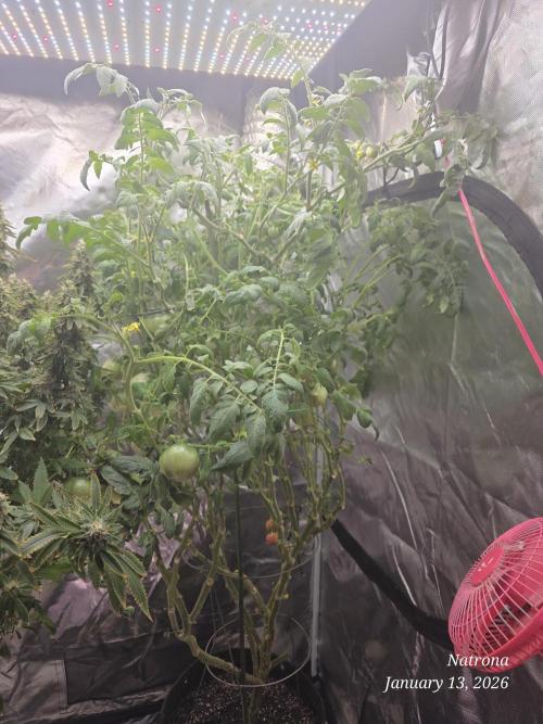 NYC Diesel (was Hey Abby). Week 17