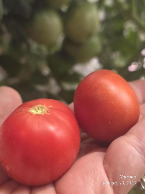 NYC Diesel (was Hey Abby). Week 17