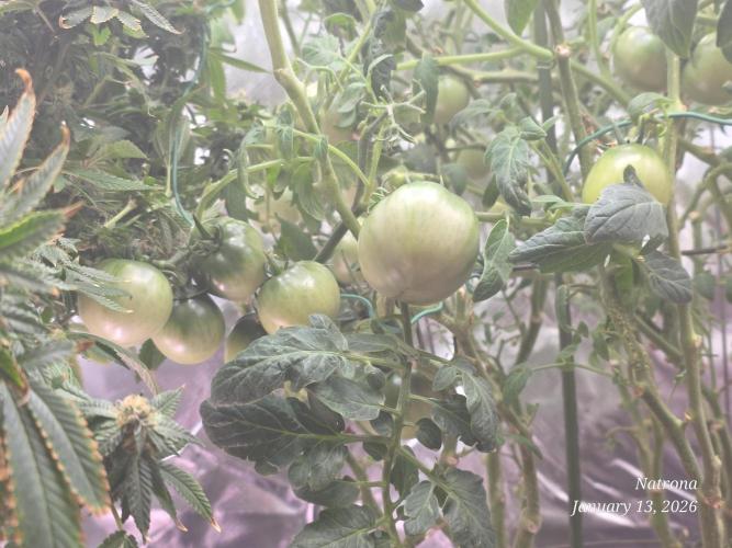 NYC Diesel (was Hey Abby). Week 17