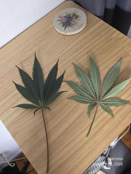 Straw-Lectric Lemonade Strng Seeds. Week 10