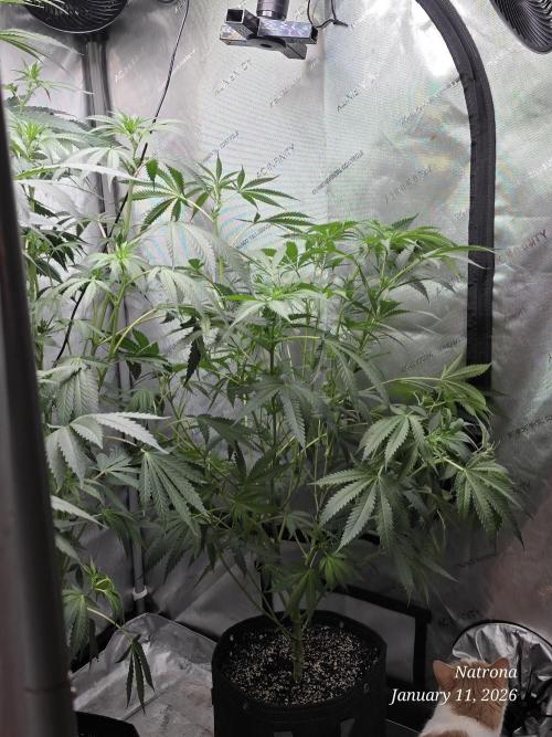 Straw-Lectric Lemonade Strng Seeds. Week 10