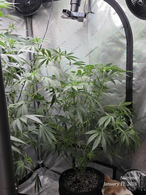 Straw-Lectric Lemonade Strng Seeds. Week 10