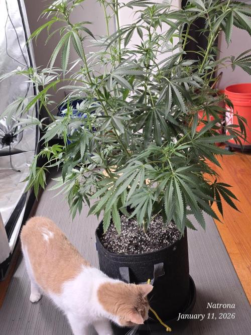 Straw-Lectric Lemonade Strng Seeds. Week 10