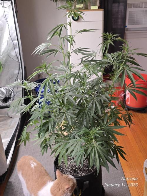 Straw-Lectric Lemonade Strng Seeds. Week 10