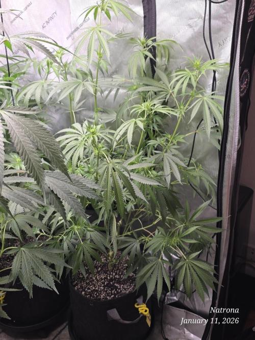 Straw-Lectric Lemonade Strng Seeds. Week 10