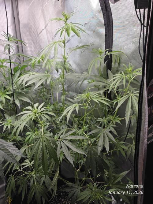 Straw-Lectric Lemonade Strng Seeds. Week 10