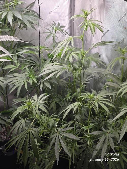 Straw-Lectric Lemonade Strng Seeds. Week 10